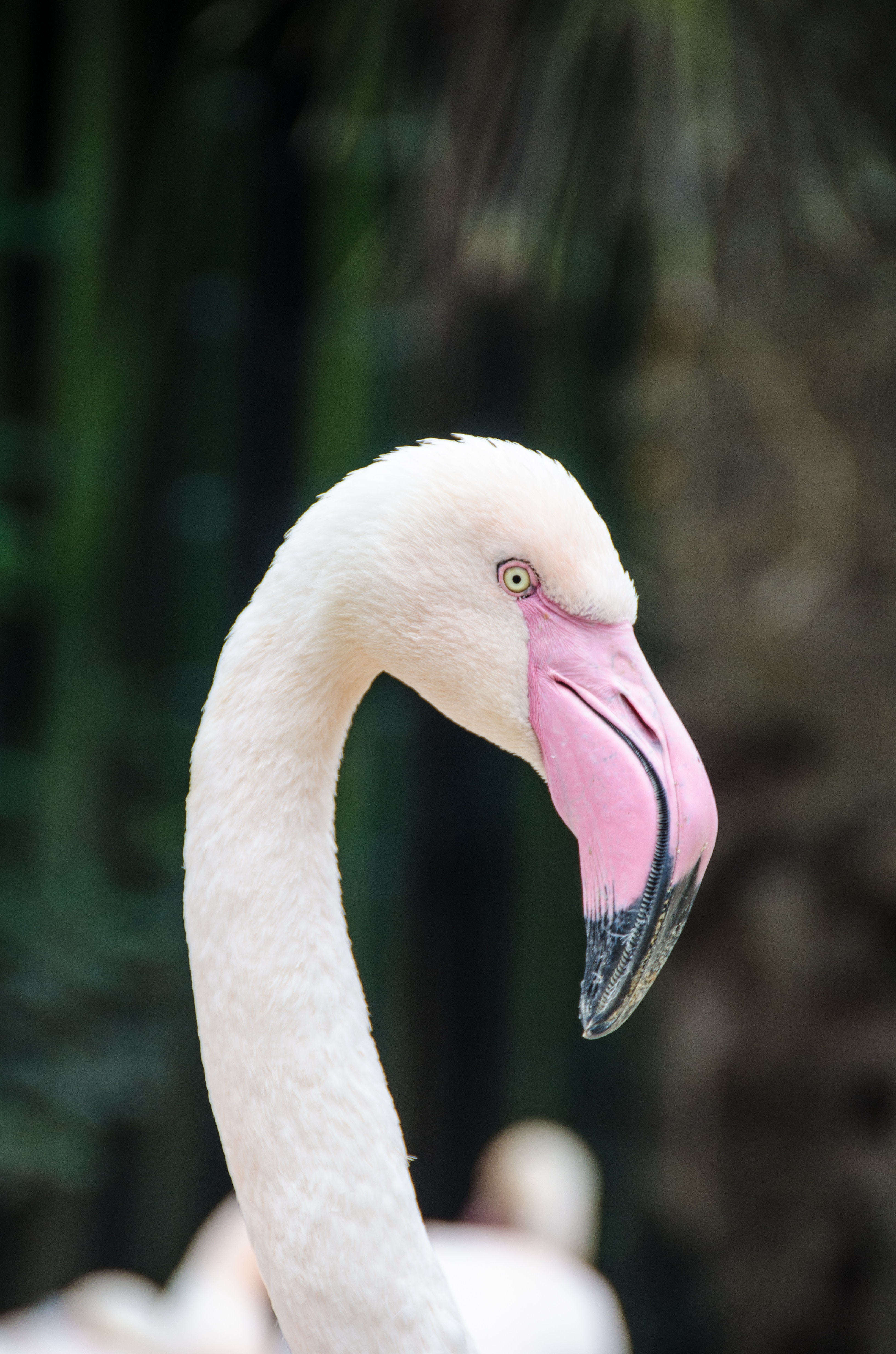 flamants