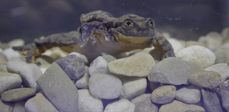 crapaud