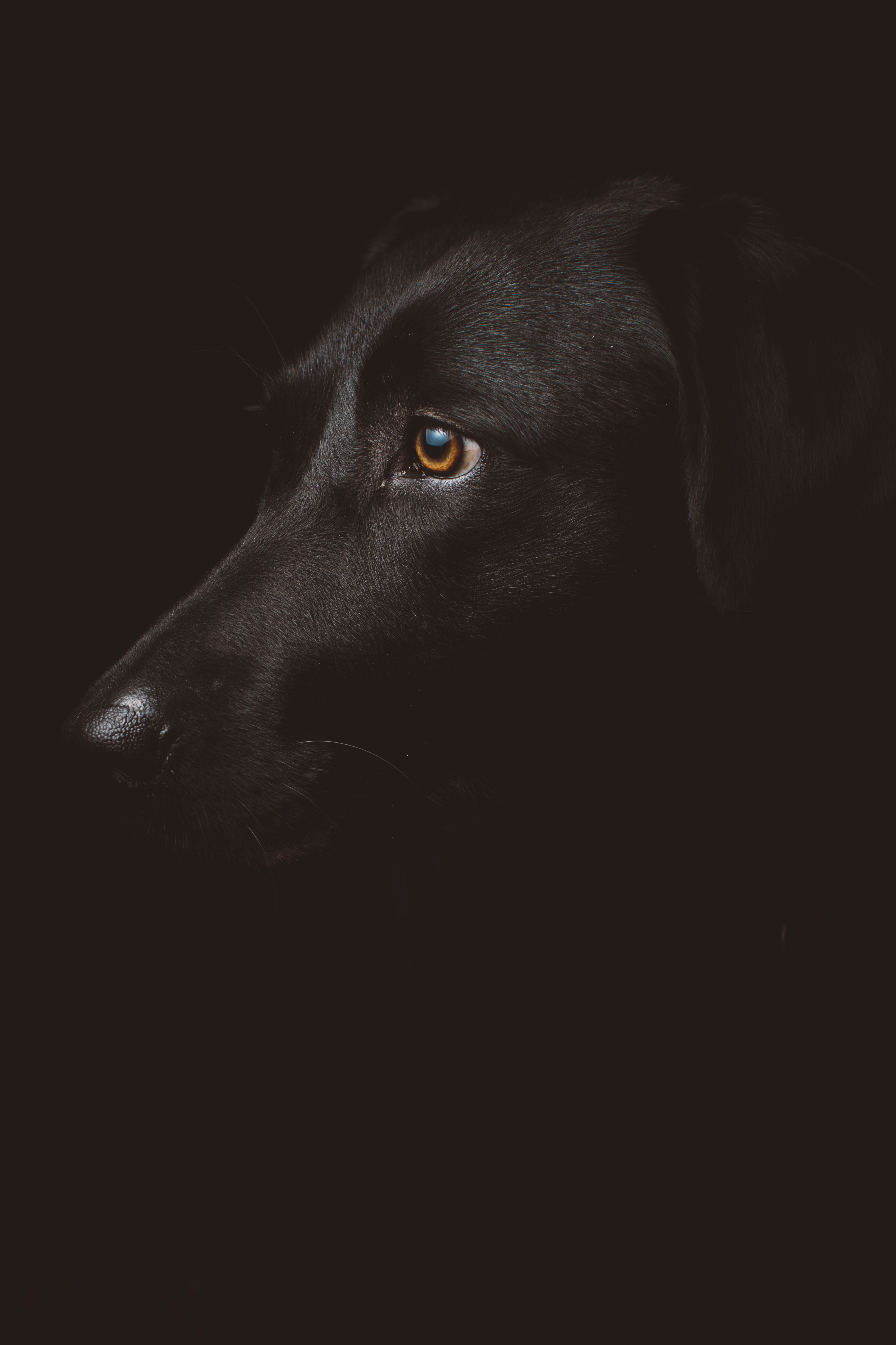 chien