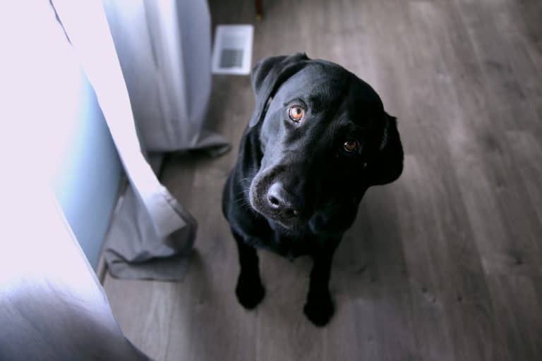 Un enfant égaré dans les Pyrénées retrouvé juste à temps par un labrador labrador
