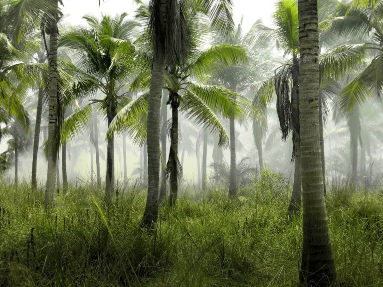 Colombie : 25 jeunes ont contraint le gouvernement à freiner la déforestation colombie