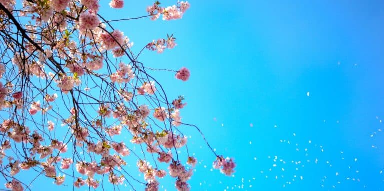 Printemps : refaites votre plein d’energie