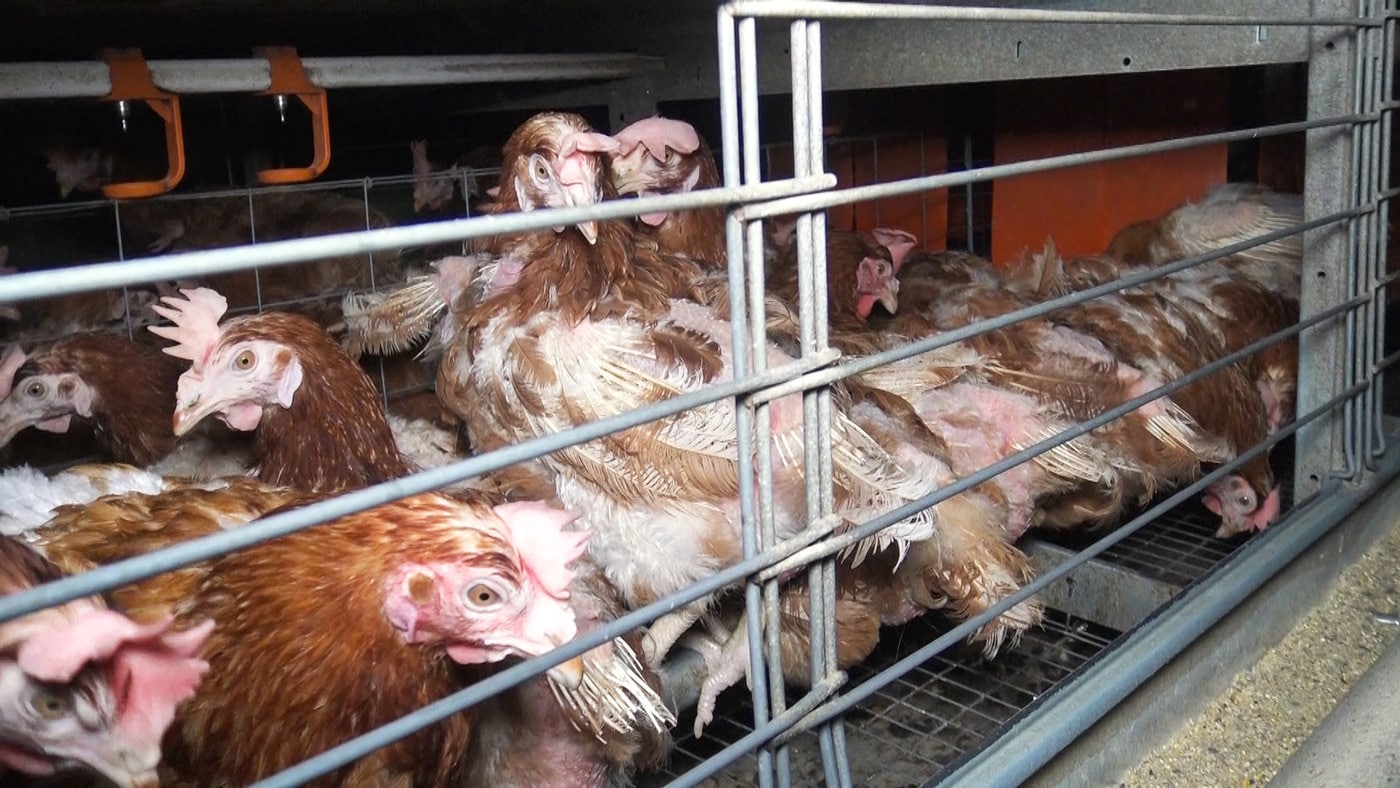 poules