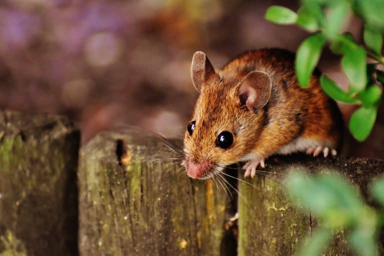 Quand un médicament contre l’asthme inverse les symptômes neurodégénératifs chez la souris