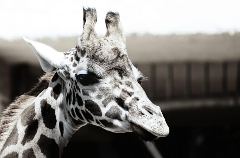 girafe