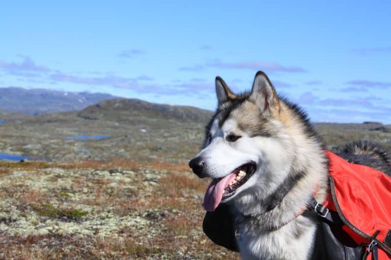 Ils retrouvent leur chien à 400 kilomètres de chez eux chien
