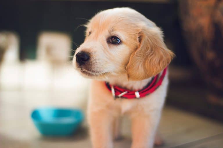 Une entreprise propose un congé « patte-ternité » aux employés qui adoptent un animal congé