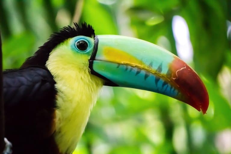 toucans