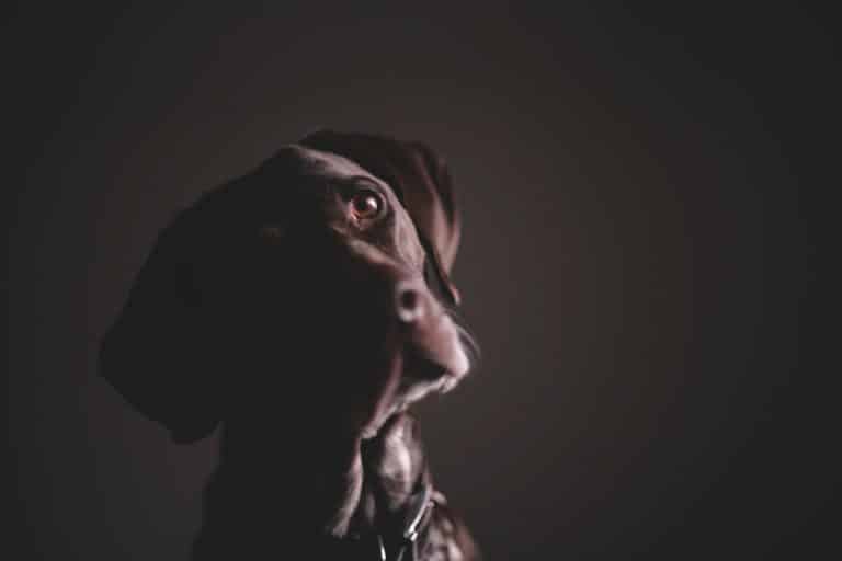 Un chien virtuel vous permet de prévenir les morsures morsures