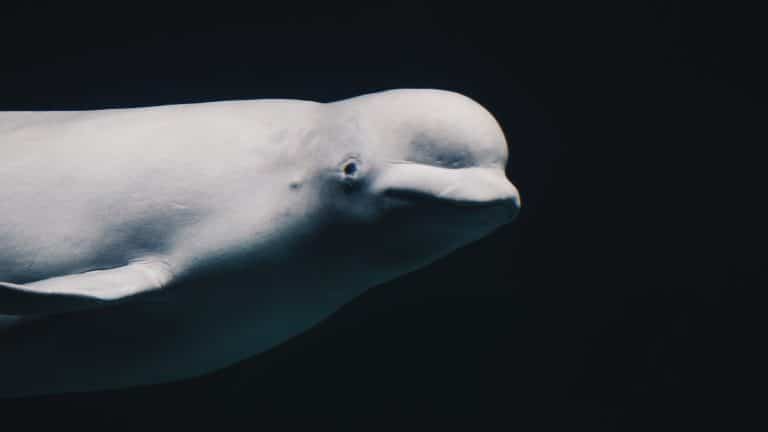Perdu loin de son habitat naturel, un narval se fait adopter par des bélugas narval