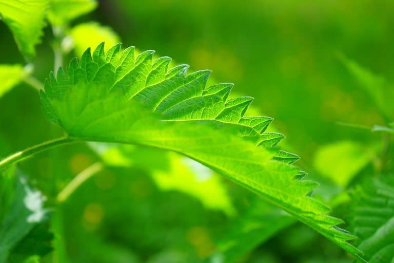 Les orties, des plantes aux multiples vertus