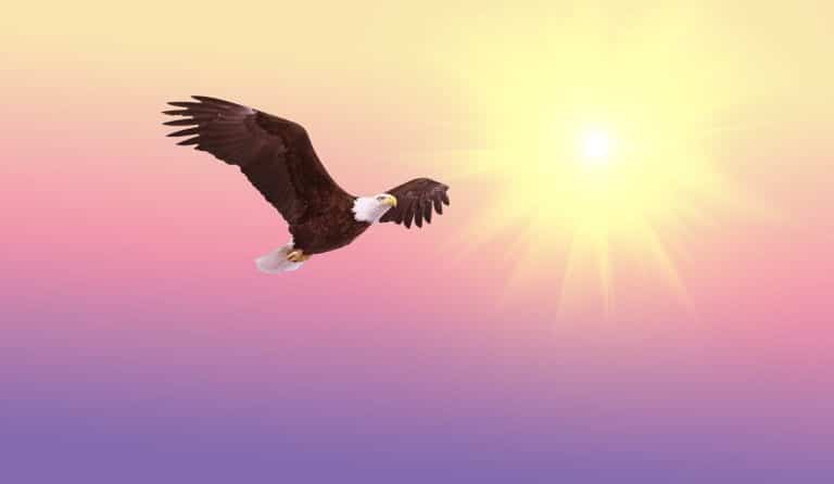 Un homme et son chien meurent quelques jours après le sauvetage d’un aigle