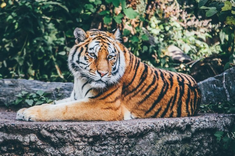 Animaux sauvages à vendre par la poste, inhabituel, mais pas nouveau
