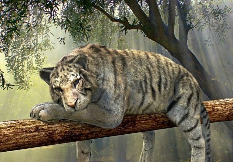 Une nouvelle stratégie visant à autoriser les animaux exotiques à Columbus