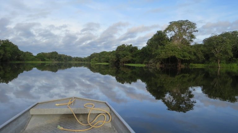 Les animaux les plus dangereux de la forêt amazonienne