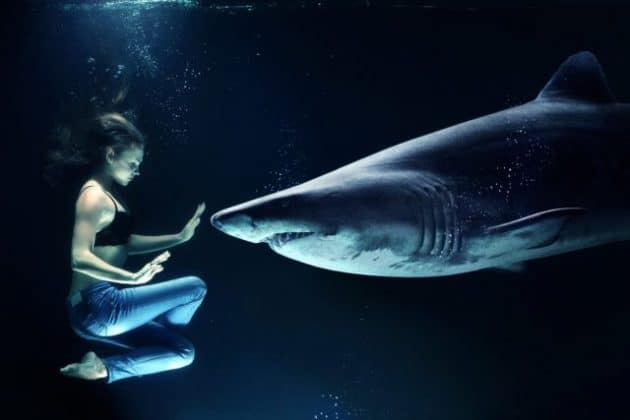L’observation des requins, est-ce bon ou mauvais pour les requins ?