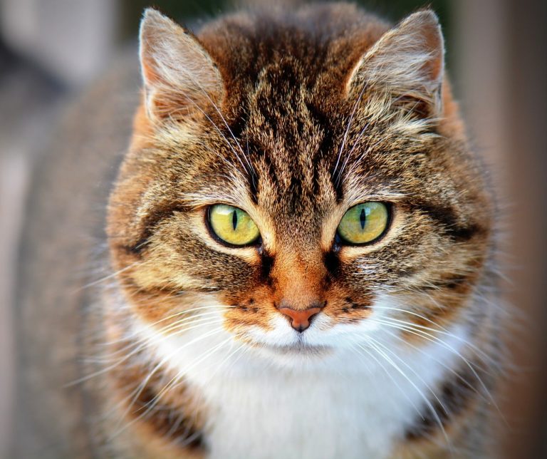 L’impression 3D pour aider un chat à marcher