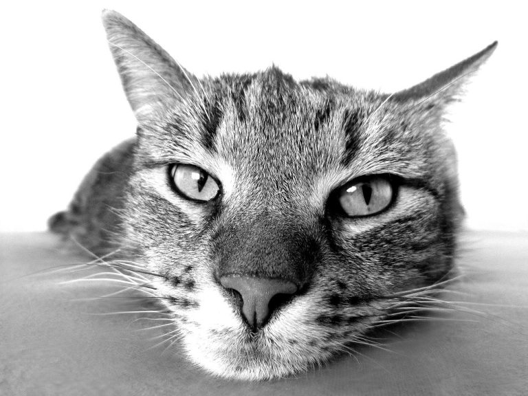 Un chat en deuil adopte des chiots après la mort de ses chatons