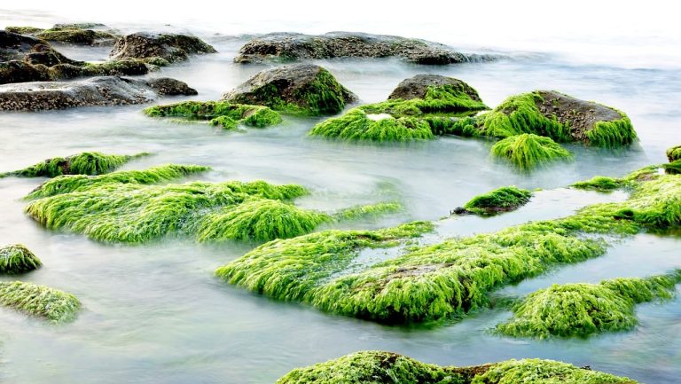 Des cultures inhabituelles pouvant sauver la planète