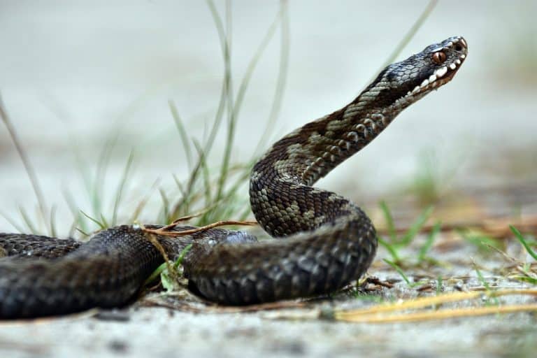 Découverte d’un serpent à deux têtes dans une maison