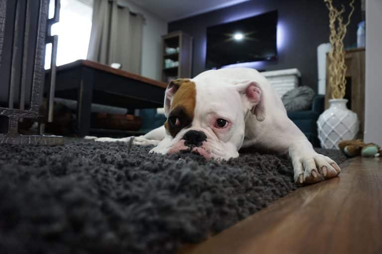 Comment savoir si votre famille est prête à avoir un chien ?
