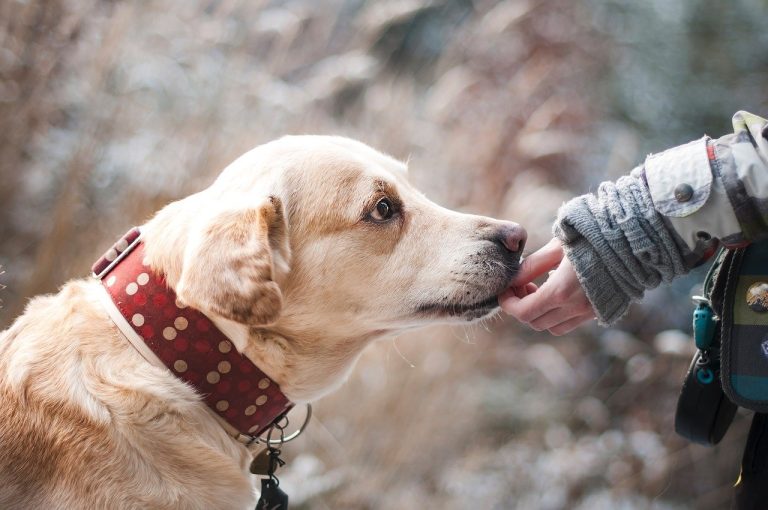 Ce qu’il y a à savoir sur l’assurance pour animaux de compagnie