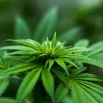 Le CBD et ses applications médicales
