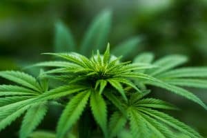 Le CBD et ses applications médicales