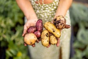 Le meilleur endroit pour conserver les pommes de terre selon les experts : une méthode méconnue pour doubler leur durée de vie