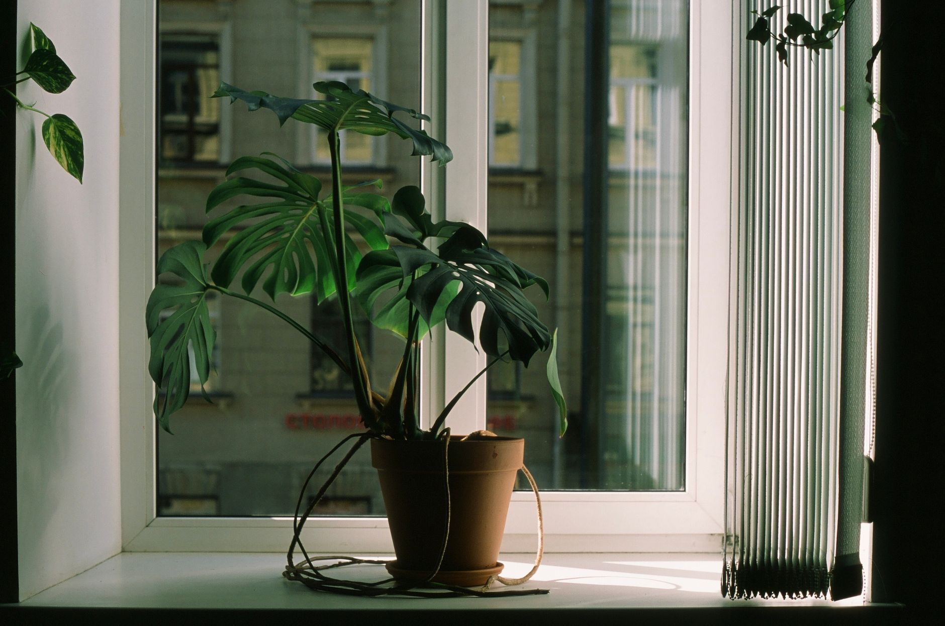 Monstera en pot près d’une fenêtre, ses feuilles projetant des ombres douces à l’intérieur du logement