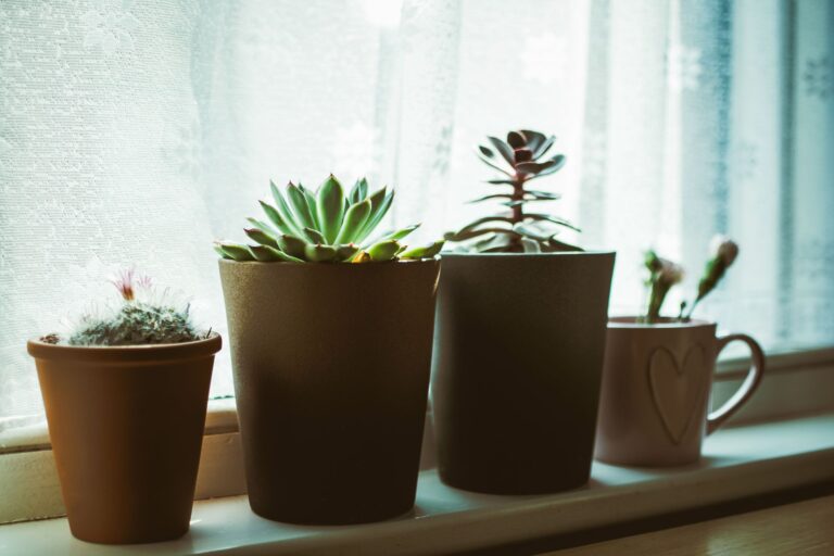 Comment choisir ses plantes d’intérieur selon la lumière de son logement