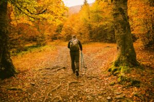 Six balades nature en automne accessibles sans voiture
