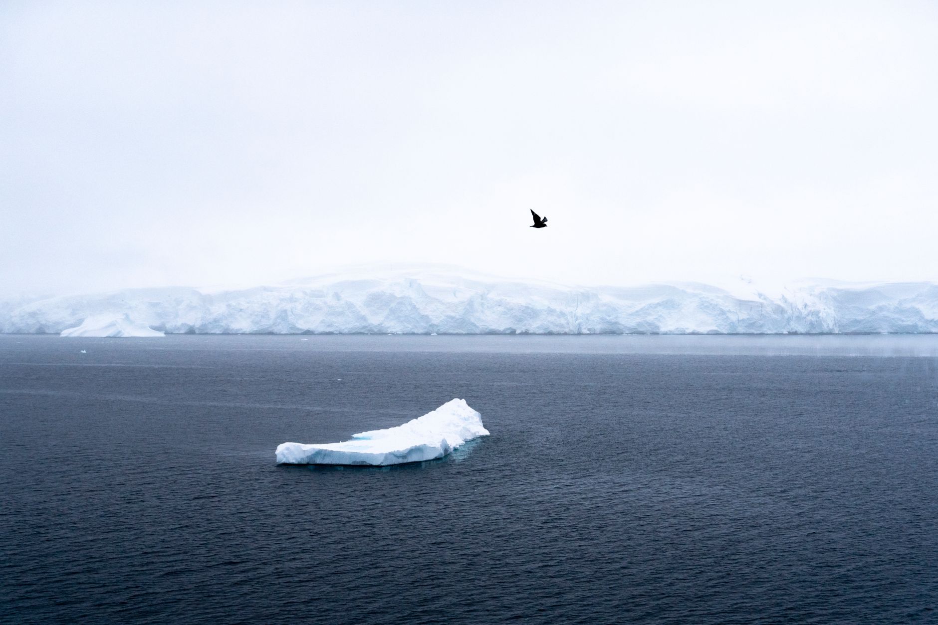 Un petit iceberg flotte sur une mer sombre devant un front de glace, sous un ciel brumeux, avec un oiseau noir en vol.